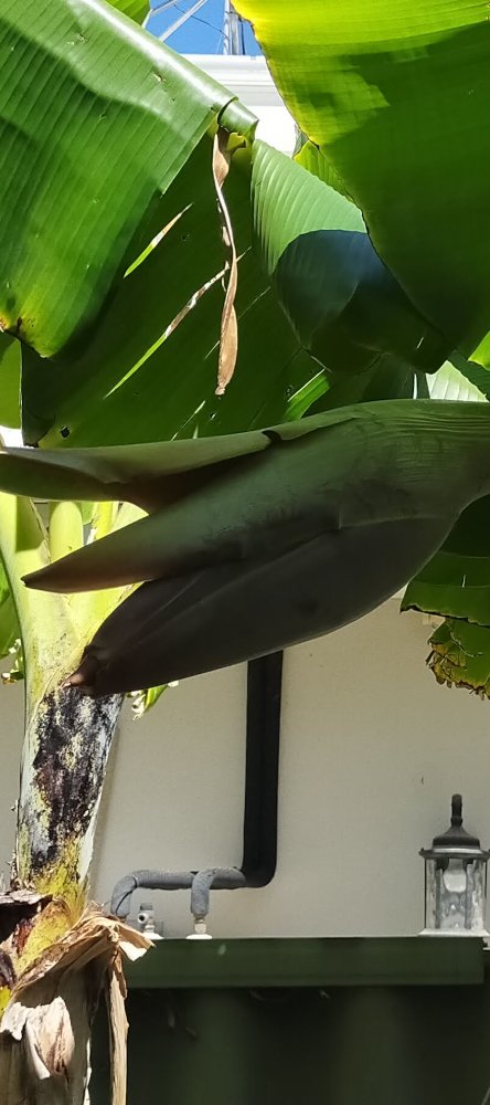 Bigger buds